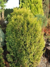 Thuja plicata 'Rogersi' 